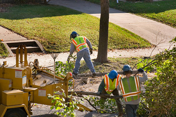 Best Aeration Services  in East Aurora, NY