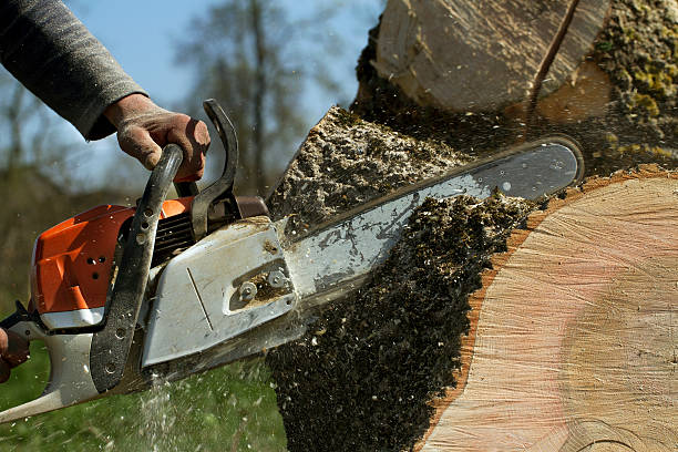 Best Emergency Tree Removal  in East Aurora, NY